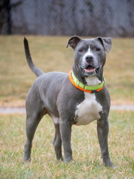 Exploring Montgomery County's Adoptable Pets